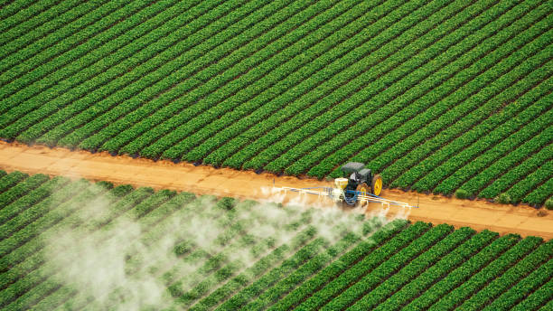 Best Termite Control Services  in Beechwood Village, KY